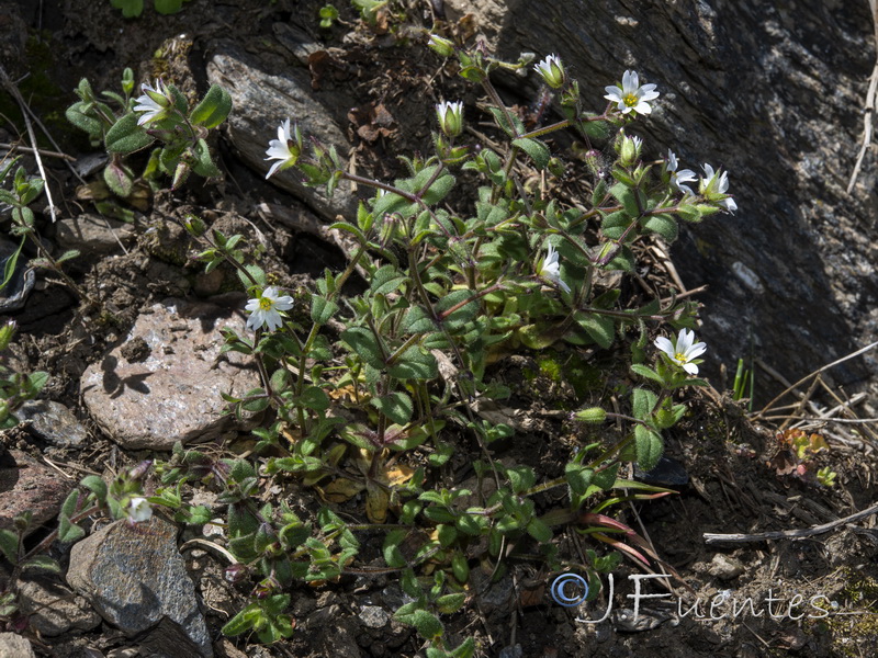 Cerastium ramosissimum.02