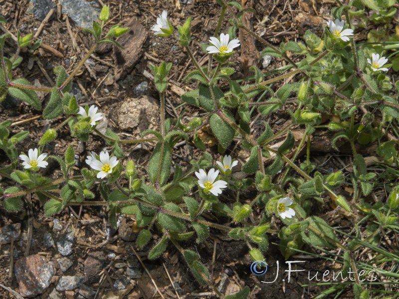 Cerastium ramosissimum.03