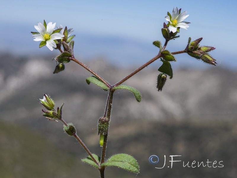 Cerastium ramosissimum.05