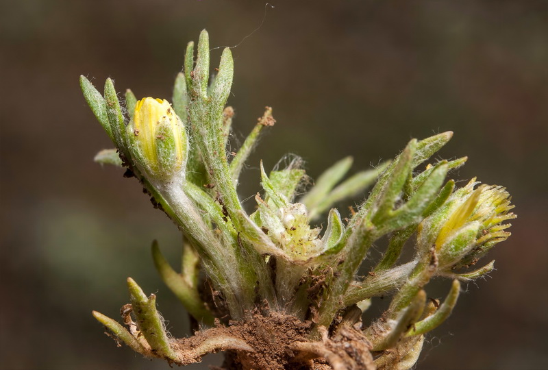 Ceratocephala falcata.05