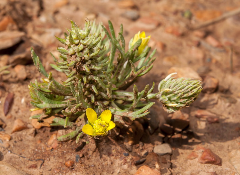 Ceratocephala falcata.07