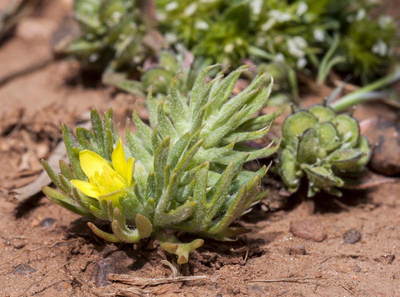 Ceratocephala falcata.10