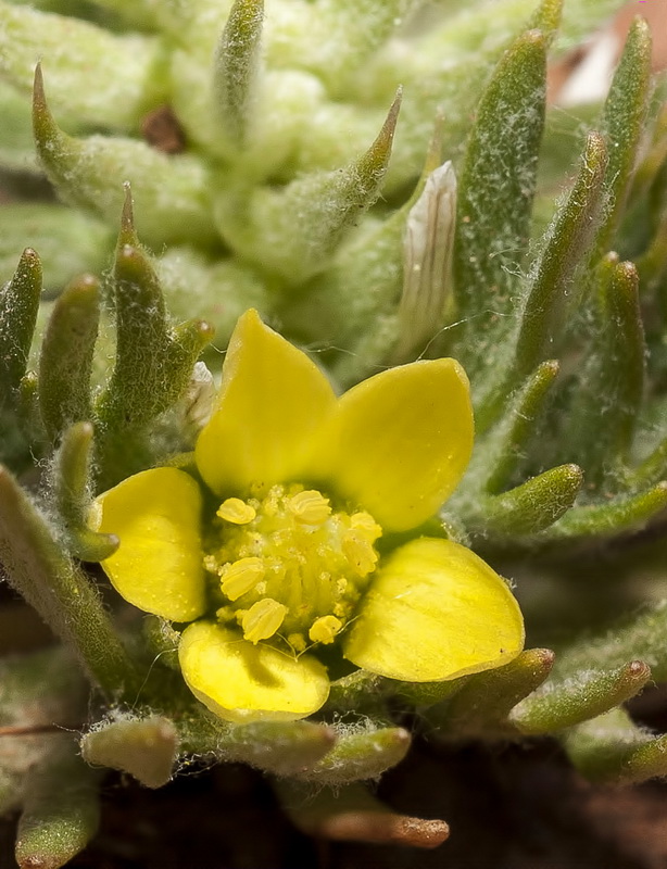 Ceratocephala falcata.16