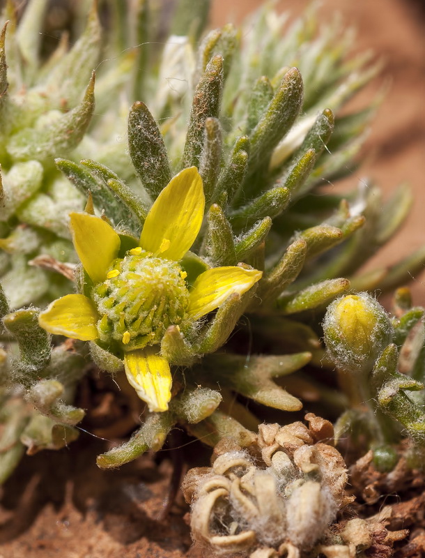 Ceratocephala falcata.17