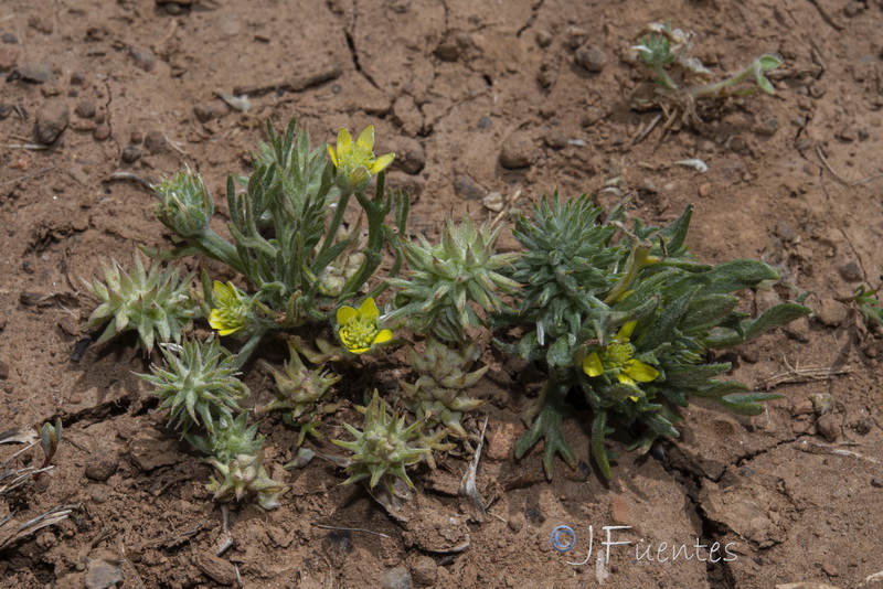 Ceratocephala falcata.18