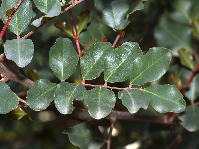 Ceratonia siliqua.05