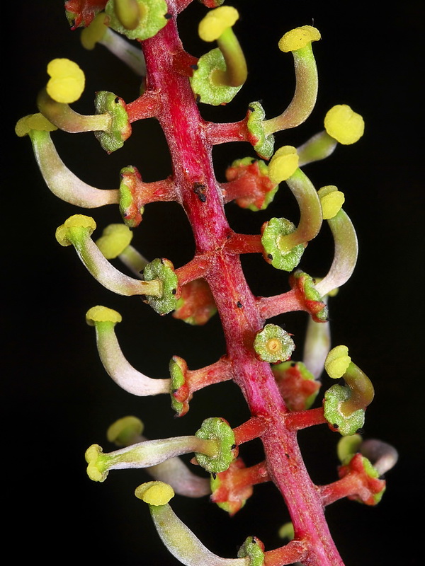 Ceratonia siliqua.09