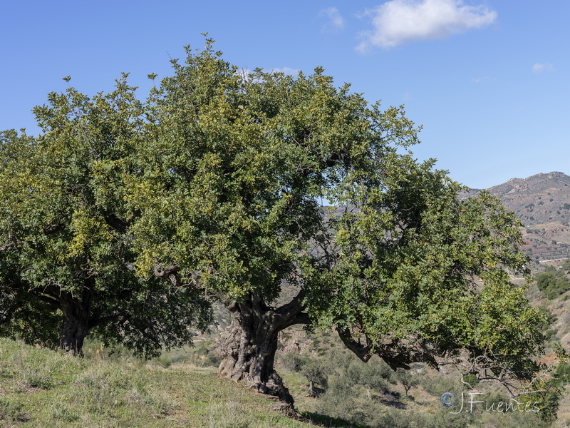 Ceratonia siliqua.19