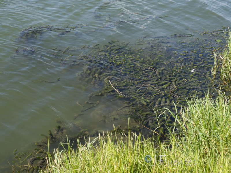 Ceratophyllum demersum.01