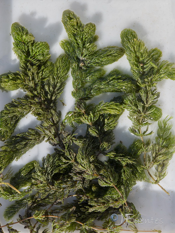 Ceratophyllum demersum.03