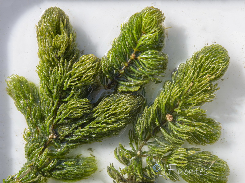 Ceratophyllum demersum.06