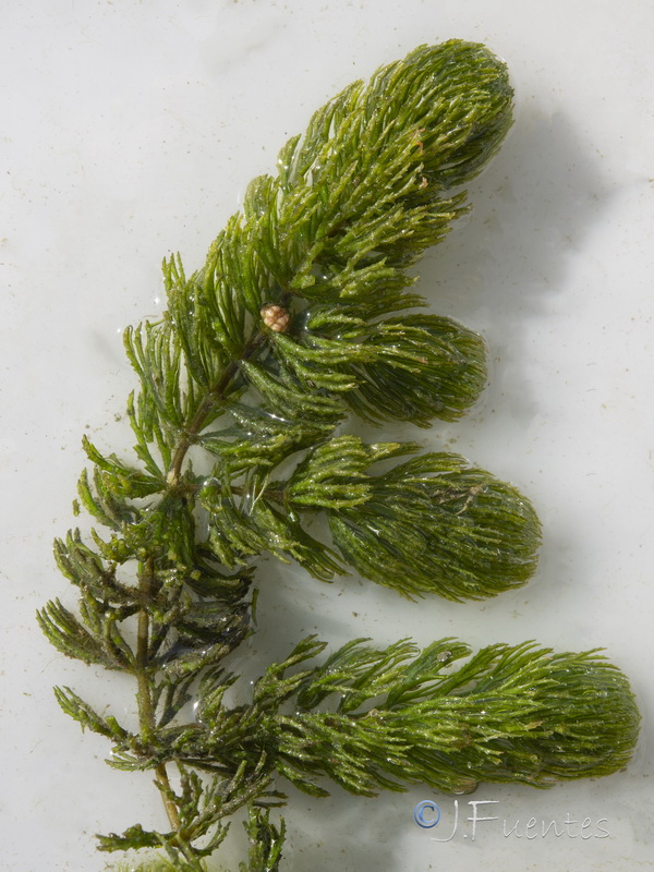 Ceratophyllum demersum.07