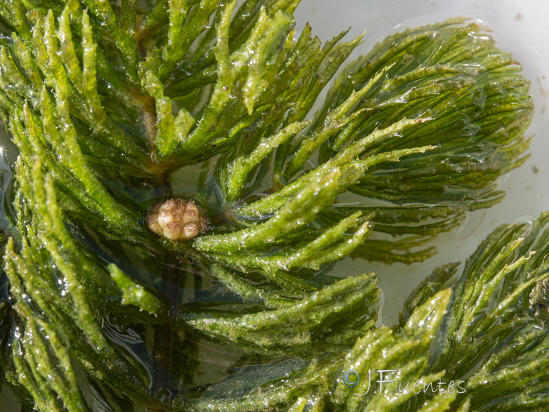 Ceratophyllum demersum.08