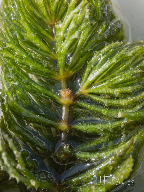 Ceratophyllum demersum.09