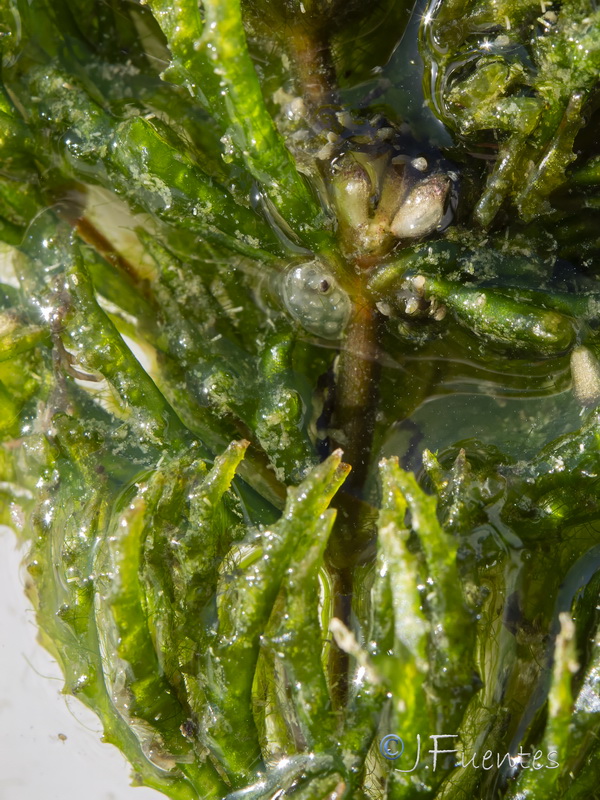 Ceratophyllum demersum.10