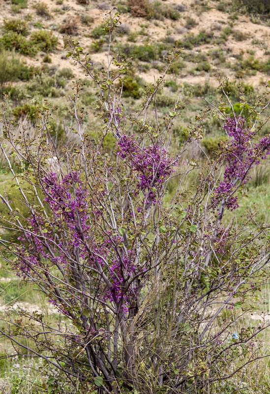 Cercis siliquastrum.01