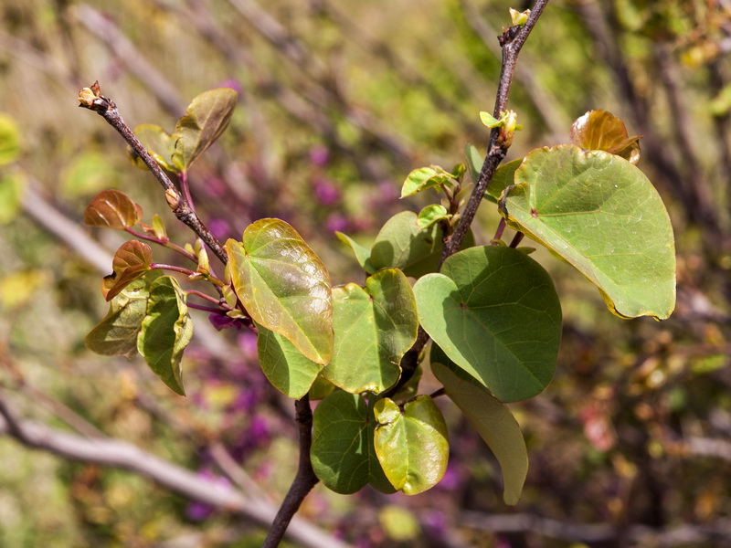 Cercis siliquastrum.04