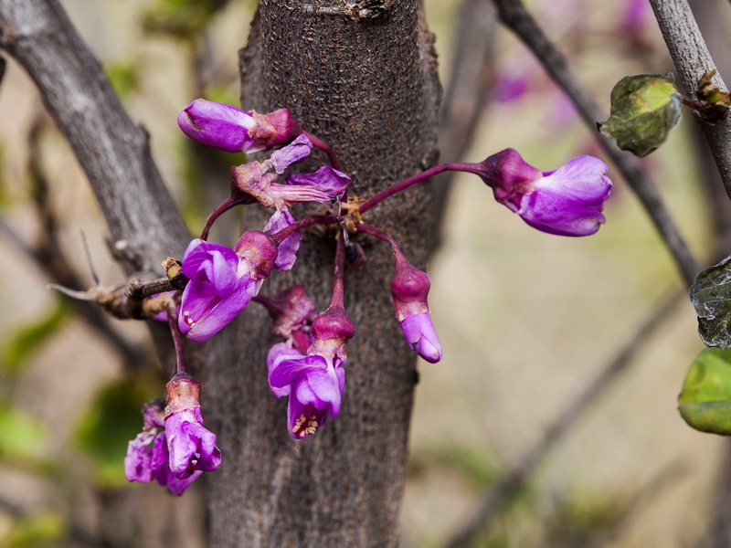 Cercis siliquastrum.08