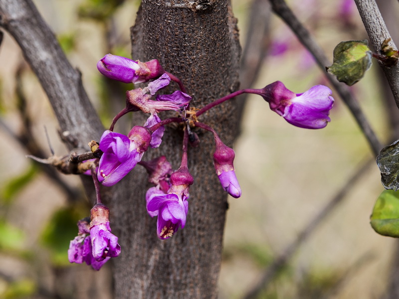 Cercis siliquastrum.08