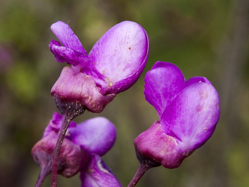 Cercis siliquastrum.09