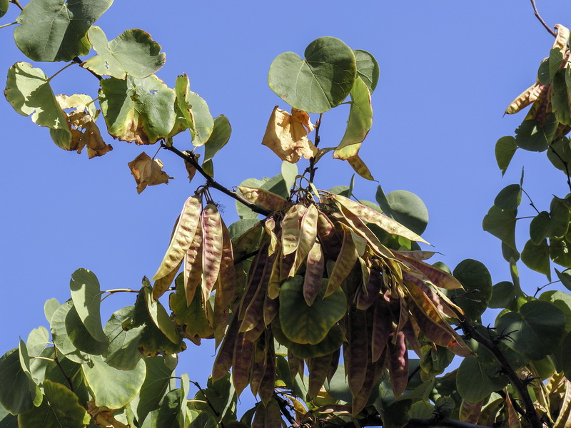 Cercis siliquastrum.14