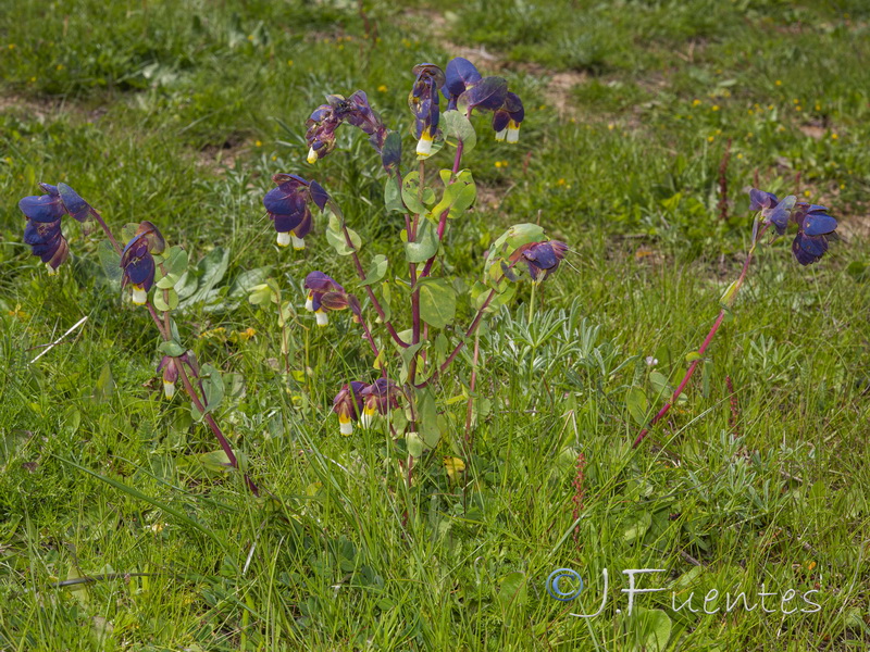 Cerinthe gymnandra.03