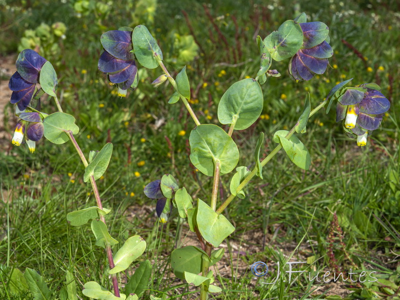 Cerinthe gymnandra.04