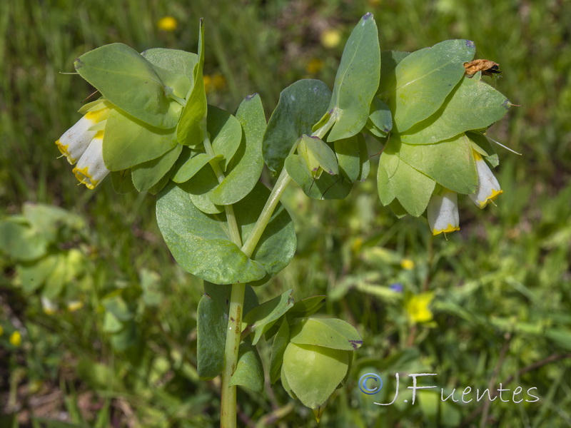 Cerinthe gymnandra.05