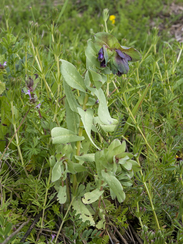 Cerinthe major major.04