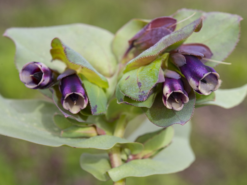 Cerinthe major major.11