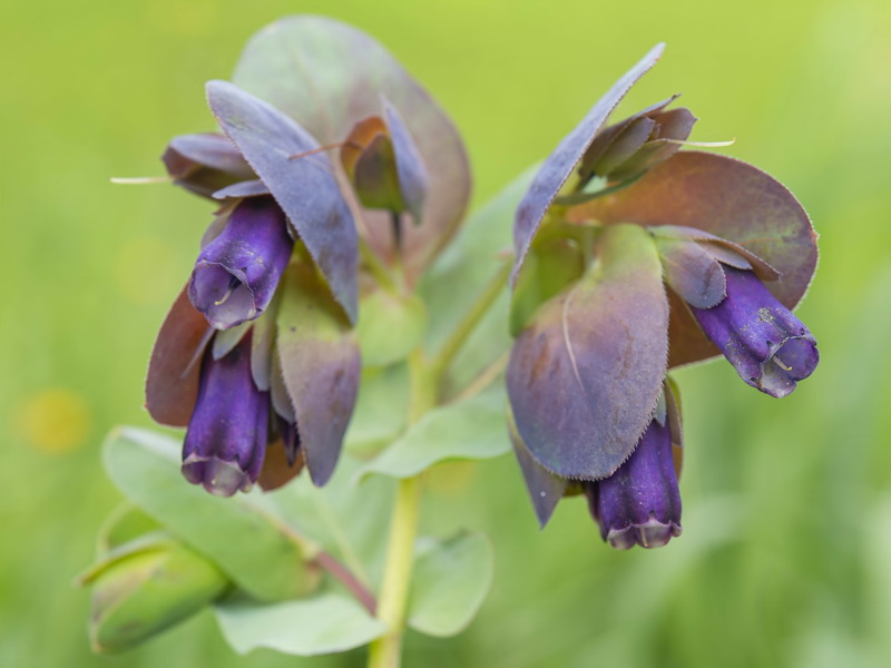 Cerinthe major.02