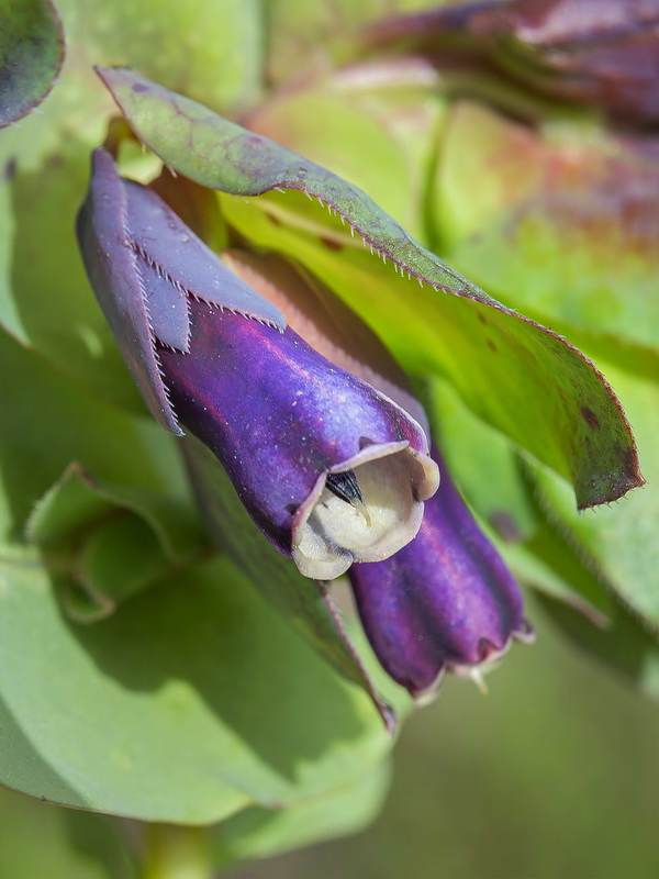 Cerinthe major major.15