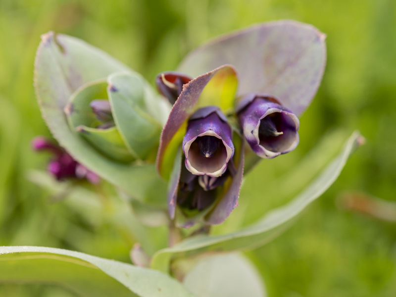 Cerinthe major major.16