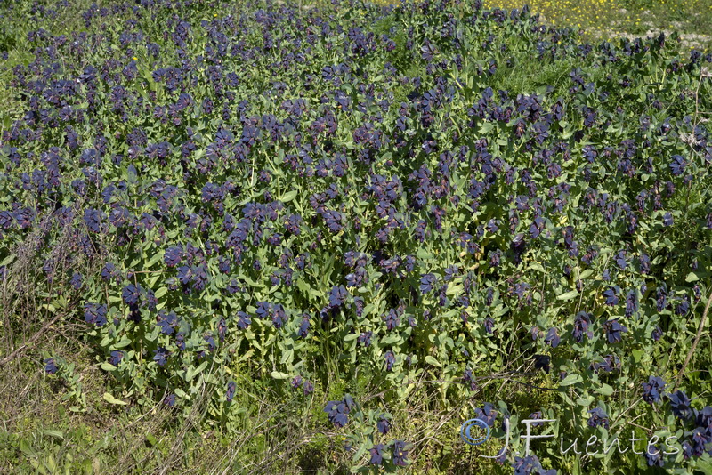 Cerinthe major purpurascens.01