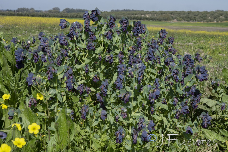 Cerinthe major purpurascens.02