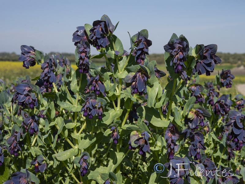 Cerinthe major purpurascens.04