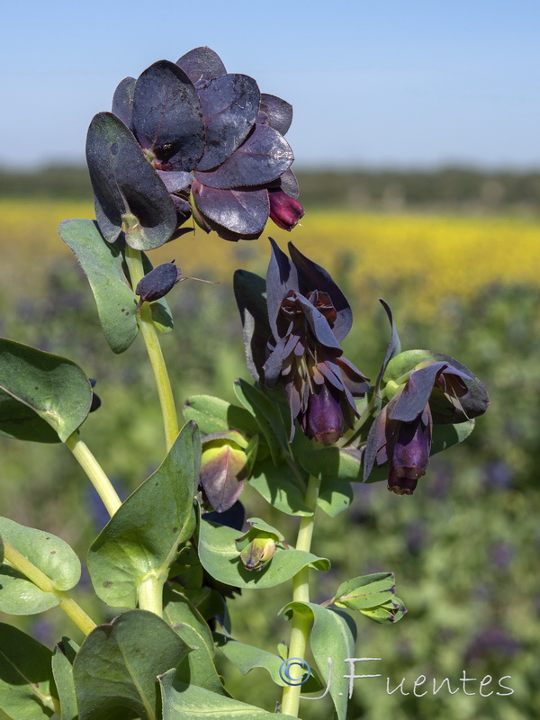 Cerinthe major purpurascens.05