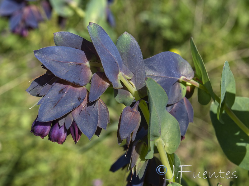 Cerinthe major purpurascens.06