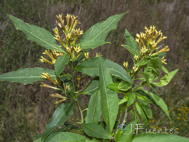 Cestrum parqui.01