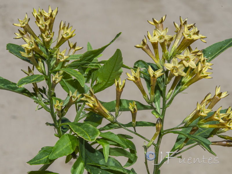 Cestrum parqui.03