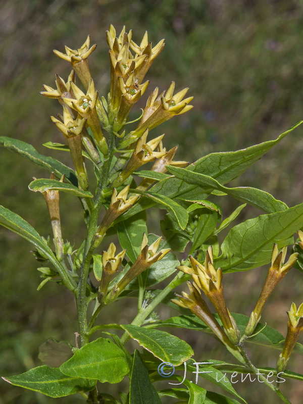 Cestrum parqui.04