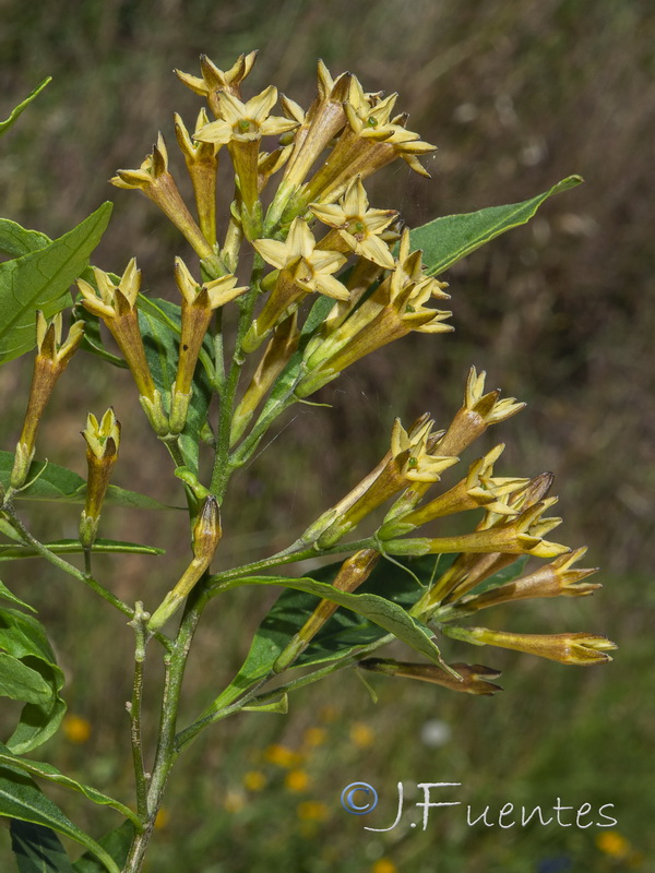 Cestrum parqui.05