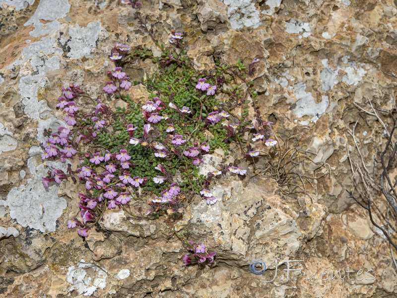 Chaenorhinum crassifolium crassifolium.01