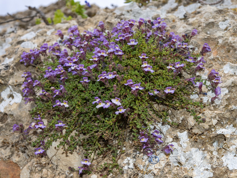 Chaenorhinum crassifolium crassifolium.02