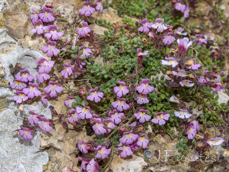 Chaenorhinum crassifolium crassifolium.03