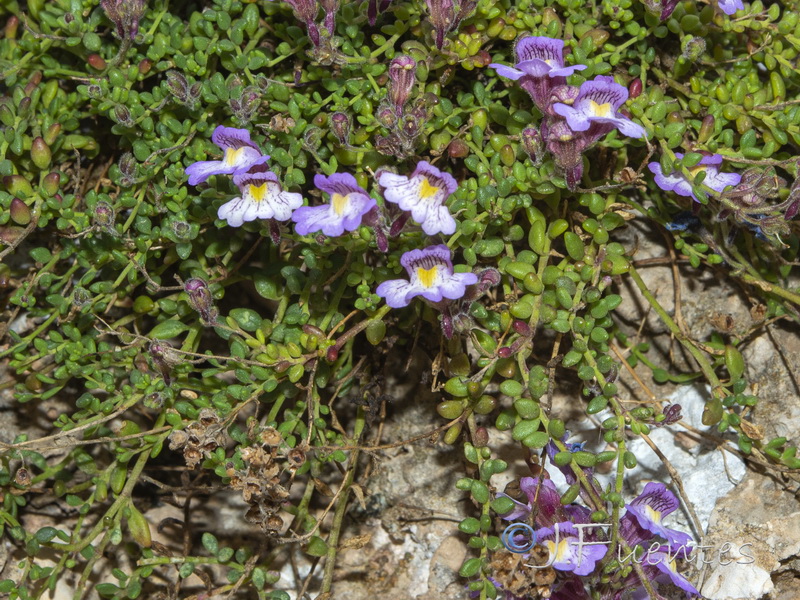 Chaenorhinum crassifolium crassifolium.04