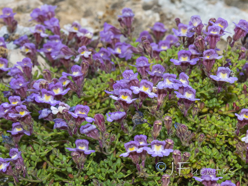 Chaenorhinum crassifolium crassifolium.05