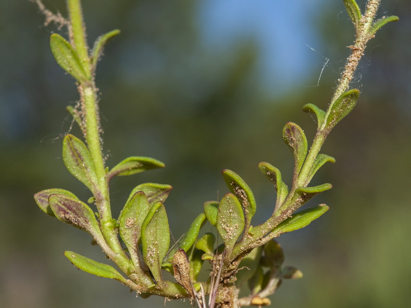 Chaenorhinum crassifolium crassifolium.10