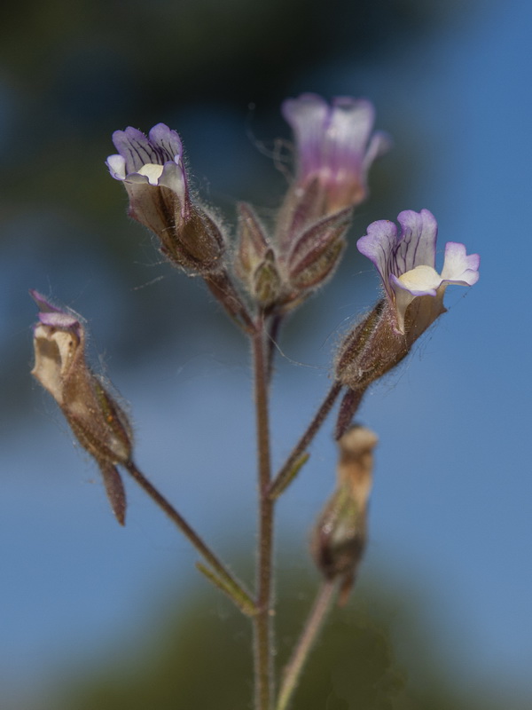 Chaenorhinum crassifolium crassifolium.14