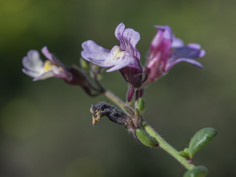 Chaenorhinum crassifolium crassifolium.17